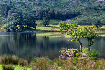 Obraz premium A small oak tree and island on Rydal Water in the Lake District National Park, Cumbria, England