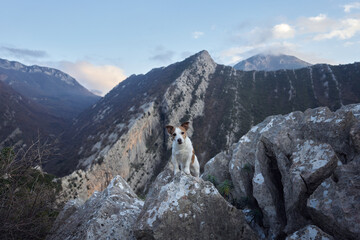 dog in the mountains. Jack Russell Terrier stands on a rock. Travel pet, hiking
