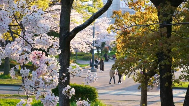 日本、桜、大阪、桜ノ宮、公園、﻿春の風景、日本の国花