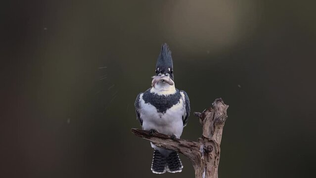 Belted kingfisher with a fish in Florida 