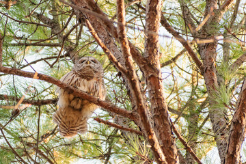 Barred owl shot from underneath