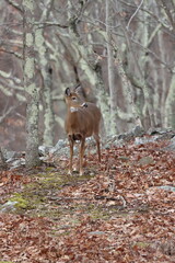 A female whitetail deer standing in the woods