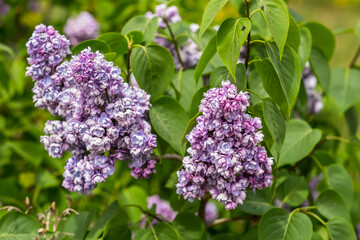 Branch of lilac lilac against the background of green leaves. Lilac branch close up - 580851518