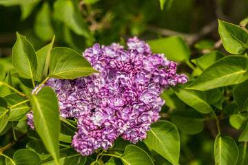Branch of lilac lilac against the background of green leaves. Lilac branch close up - 580851519