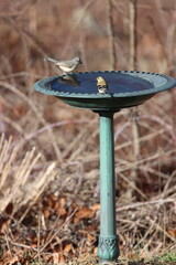 An American goldfinch and a tufted titmouse on a birdbath