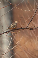 A mourning dove sitting amidst thorny branches in a black locust tree