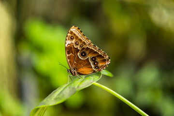 Blue Morpho Butterfly (Morpho peleides). Tropical butterfly - 580851544