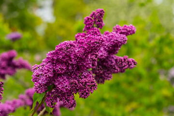 Branch of lilac lilac against the background of green leaves. Lilac branch close up - 580851548