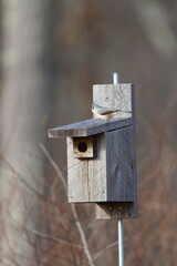 Profile of a tufted titmouse on the roof of a birdhouse