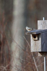A tufted titmouse on a bluebird box