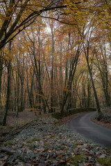 Fototapeta premium The Autumn's Brightness in Girona, Spain