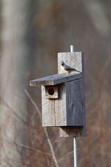 Eye contact with a tufted titmouse atop a bluebird box