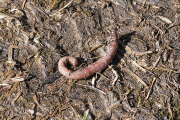 Earthworm wiggling on muddy ground after rainy day