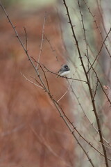A dark eyed junco sitting in a black locust tree in winter