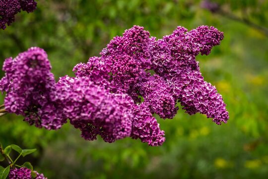 Branch of lilac lilac against the background of green leaves. Lilac branch close up