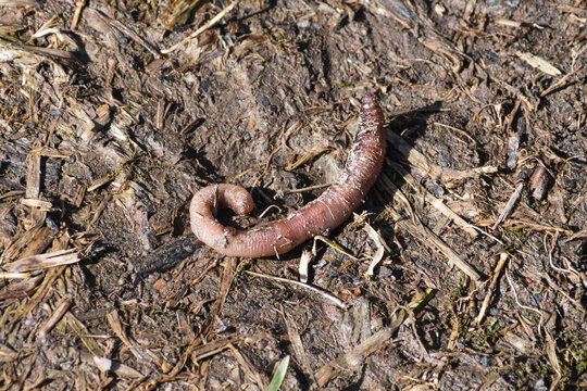 Earthworm wiggling on muddy ground after rainy day