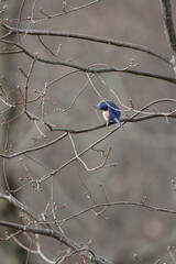 An eastern bluebird preening itself in a tree