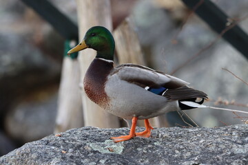 A male mallard standing on a rock