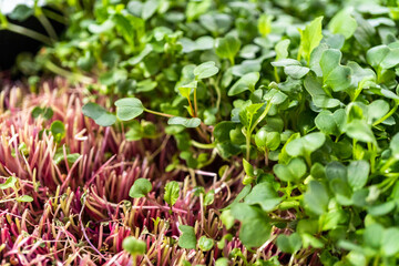 Microgreens