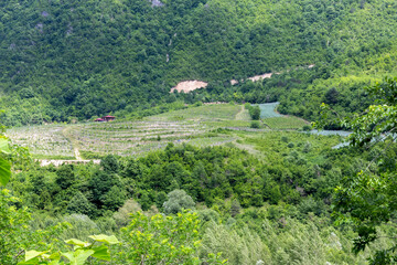 Fototapeta na wymiar Rural vineyards in Tskhenistsqali river valley in Racha region in Georgia with lush green forests around.