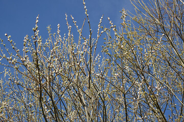Seasonal springtime closeup on twigs of a female Goat Willow, Salix caprea, against a blue sky © Henk