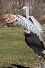 Sandhill crane(s) (Grus canadensis)  with wings spread high in air