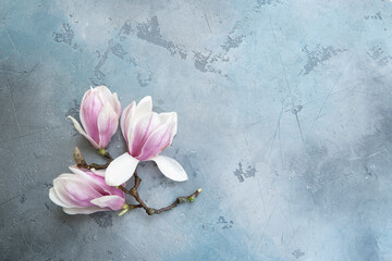 Spring magnolia flowers over gray background with copy space