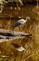 Heron at Lake Narrabeen in Australia