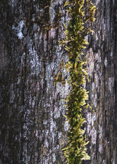 Obraz premium trees in winter