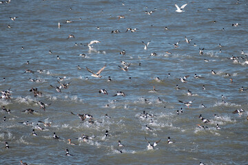 Waterfowl and seagulls over lake Erie