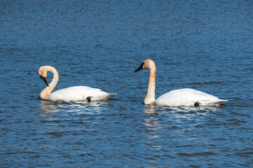 Trumpeter swans (Cygnus buccinator) swimming with each other 