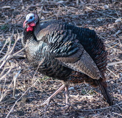 Wild turkey (Meleagris gallopavo) strutting in forest