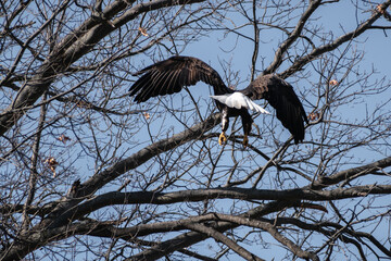 Bald eagle flying through trees