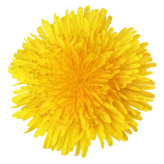 Top view of yellow dandelion flower isolated on transparent background