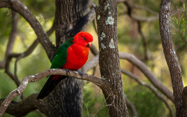 King Parrot in Sydney, Australia