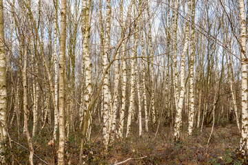 winter birch forests