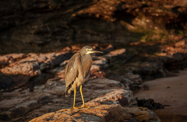 Heron at the beach in Sydney, Australia