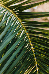 Green palm leaves in a sunlight. Summer background.