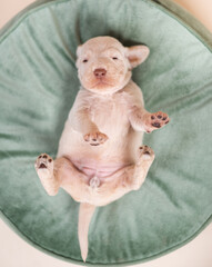 Little cute 2 week old spinner Italiano puppy professional photoshoot