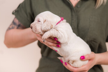 Cute spinone italiano 2 week old puppies