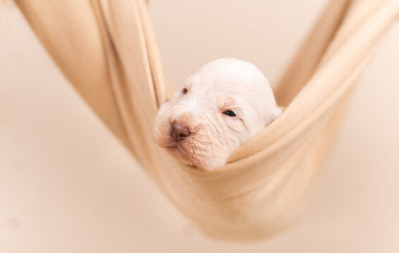 Little cute 2 week old spinner Italiano puppy professional photoshoot