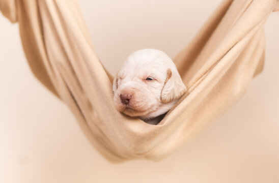 Little cute 2 week old spinner Italiano puppy professional photoshoot
