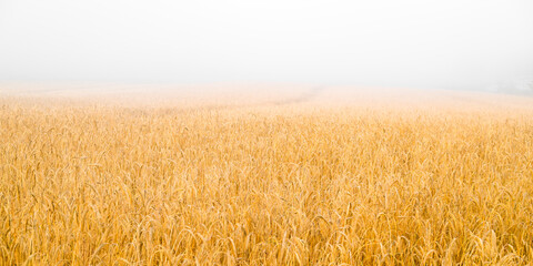 Fototapeta premium Wet misty wheat spikelets