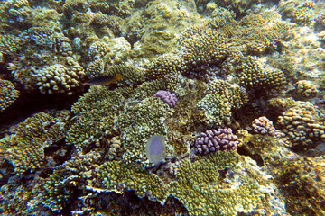 View of corals at Sharm El Sheik