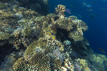 View of corals at Sharm El Sheik