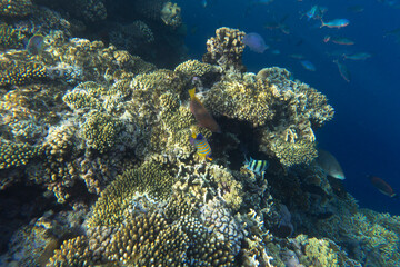 Naklejka na ściany i meble View of corals at Sharm El Sheik