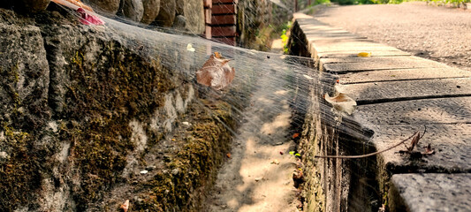 Spider web in the nature on a sunny day