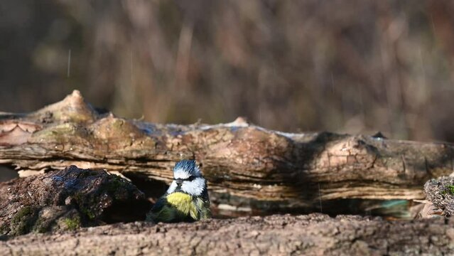 Bird blue tit Cyanistes caeruleus in the wild. A bird bathes in the forest.