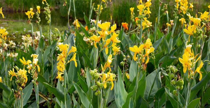 Beautiful canna yellow flower with green leaves in the garden