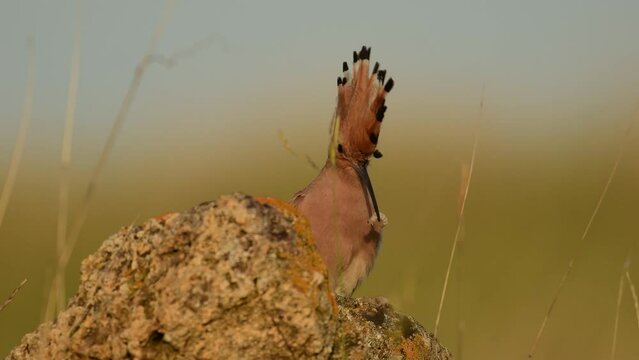 Beautiful hoopoe, Eurasian hoopoe with an insect in its beak.. Upupa epops.